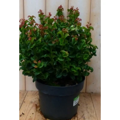 Afbeelding van Leucothoe Krullend Blad 50 cm Warentuin natuurlijk