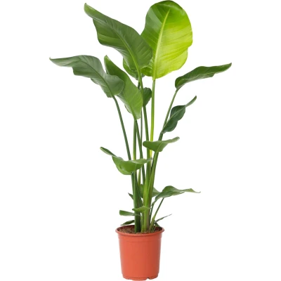 Afbeelding van Strelitzia Nicolai Paradijsvogelbloem Kamerplant Pot 21cm Hoogte 90 110cm P21