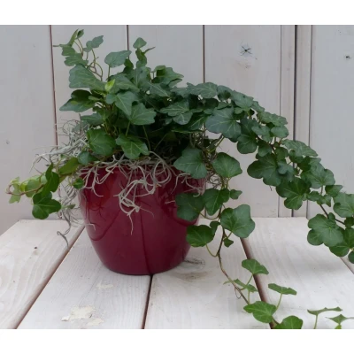 Afbeelding van Klimop Hedrea donkergroen rode pot 25 cm Warentuin Natuurlijk