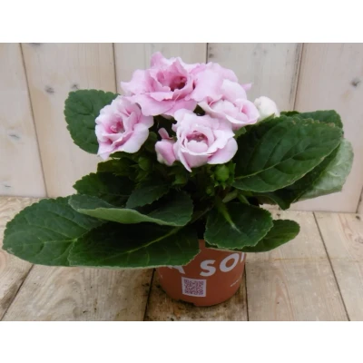 Afbeelding van Kamerplant Gloxinia roze Warentuin natuurlijk