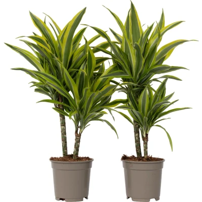 Afbeelding van Dracaena Deremensis Lemon Lime Set van 2 Pot 17cm Hoogte 60 70cm P17 x2