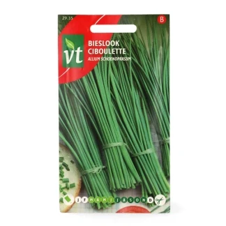 Afbeelding van Bieslook fijne Allium schoenoprasum Fris kruid, met een uiensmaak.