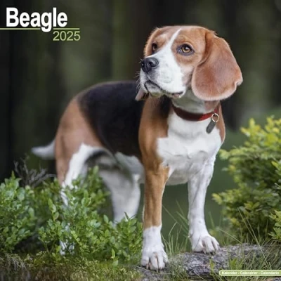 Afbeelding van Beagle Kalender 2025