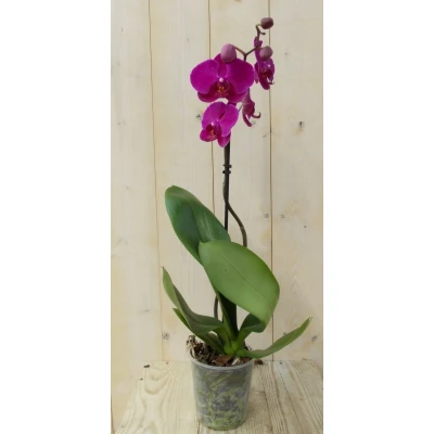 Afbeelding van Vlinderorchidee Tak roze 60 cm Warentuin Natuurlijk