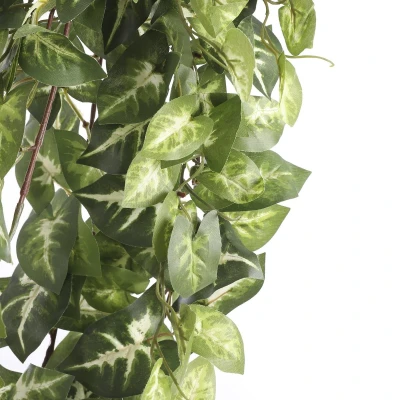 Afbeelding van Mica Decorations fittonia hangend groen maat in cm: 80 x 30 15