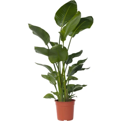 Afbeelding van Strelitzia Nicolai Paradijsvogelbloem Kamerplant Pot 28cm Hoogte 150 170cm P28