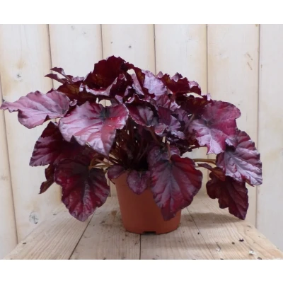 Afbeelding van 2 stuks! Kamerplant Bladbegonia donkerroze Warentuin Natuurlijk