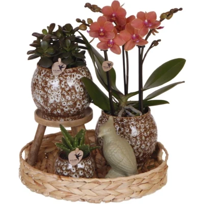 Afbeelding van Gift set Untamed Nature