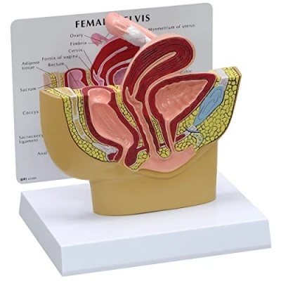 Afbeelding van GPI Anatomicals 3500 vrouwelijke bekken model doorsnede