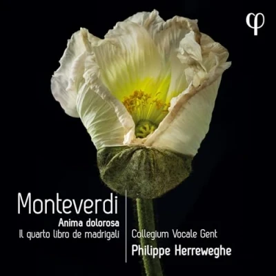 Afbeelding van Collegium Vocale Gent, Philippe Herreweghe Il Quarto Libro De Madrigali (CD)