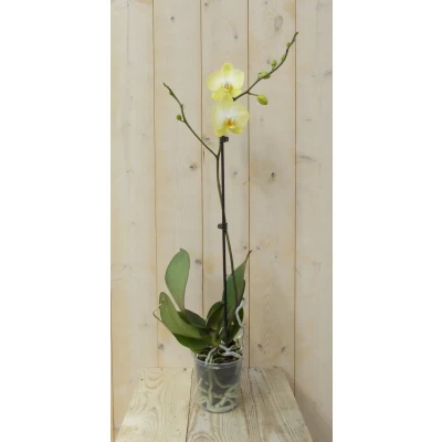 Afbeelding van Vlinderorchidee Luxe Tak geel 80 cm Warentuin Natuurlijk