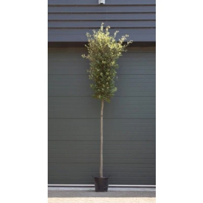 Afbeelding van Steeneik Quercus ilex h 400 cm st. omtrek 19 200 Warentuin Natuurlijk