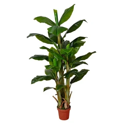Afbeelding van Bananenboom 170 cm Buitengewoon de Boet