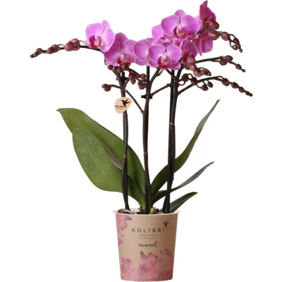 Afbeelding van Purple pink orchid Vienna Ø9cm
