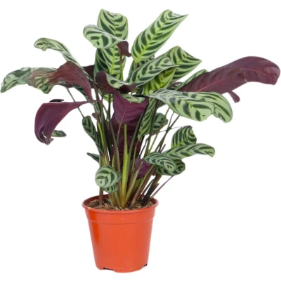 Afbeelding van Ctenanthe &#039;gebedsplant&#039; Burle marxii Pot 12cm Hoogte 25 40cm P12