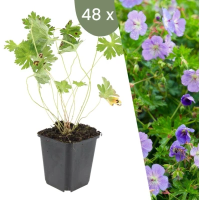 Afbeelding van Plants by Frank 48 Ooievaarsbek planten Geranium &#039;Rozanne&#039; Winterharde bodembedekker tuinplanten vaste meerjarig
