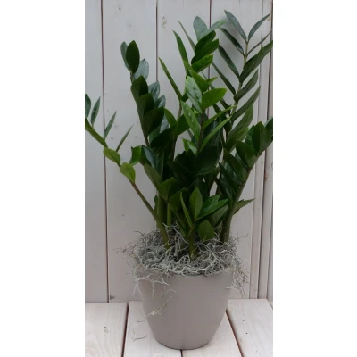 Afbeelding van Zamioculcas in taupe pot 55 cm Warentuin Natuurlijk