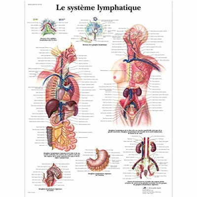 Afbeelding van 3B Scientific Anatomisch Model Lymfatisch Systeem