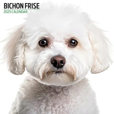 Afbeelding van Bichon Frise Kalender 2025 Modern