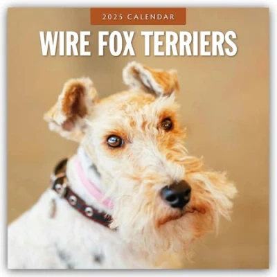 Afbeelding van Wire Fox Terriers Drahthaar Foxterrier 2025 16 Monatskalender