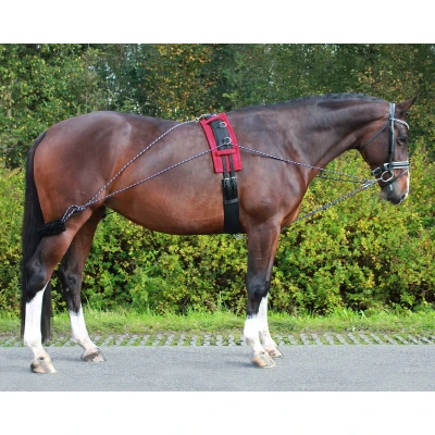 Image de QHP Lunging aid rein