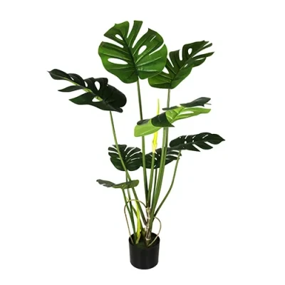 Afbeelding van Monstera 110 cm Buitengewoon de Boet