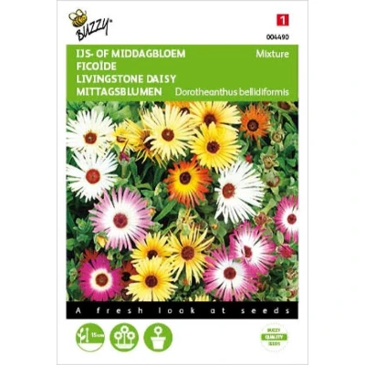 Afbeelding van Mesembryanthemum Dorotheanthus Kleurenmengsel Buzzy