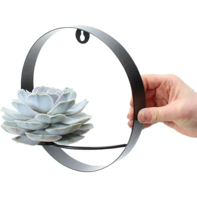 Afbeelding van Echte Succulent lila op muurdeco ring zwart Ø12 14 cm ↕5 1x Echeveria Lilacina vetplant