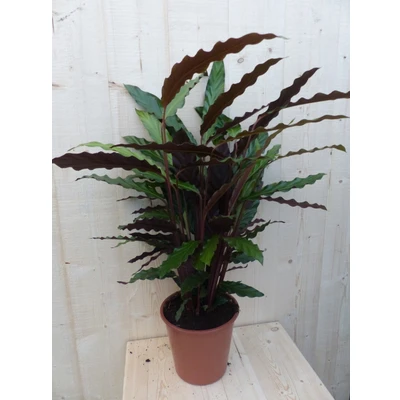 Afbeelding van Calathea Wave Star Pauwenplant smal donkergroen blad 60 cm Warentuin Natuurlijk