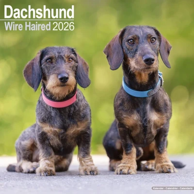 Afbeelding van Dachshunds Wirehaired Kalender 2025 2026