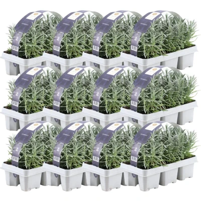 Afbeelding van Plants by Frank 72 Lavendelplanten x Ø7 cm ↕15 Lavendelplant winterhard Planten
