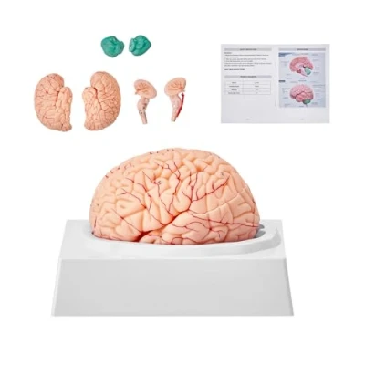 Afbeelding van VEVOR anatomisch model van het menselijk brein werkelijke grootte 1:1 9 stuks met etiketten en displaybasis afneembaar hersenmodel voor wetenschap,