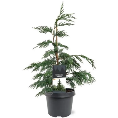 Afbeelding van Chamaecyparis nootk. Pendula 40 50 cm Conifeer Warentuin natuurlijk