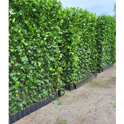 Afbeelding van Kant en klaar haag Hedera 120 cm x 200