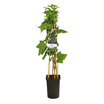 Afbeelding van Klimplant Ribes nigrum &#039;Titania&#039; (Zwarte bes)
