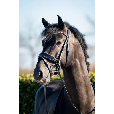 Image de HB Showtime Bridle Evalira