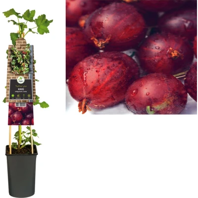 Afbeelding van Klimplant Ribes nidigrolaria Josta (zwarte bes)