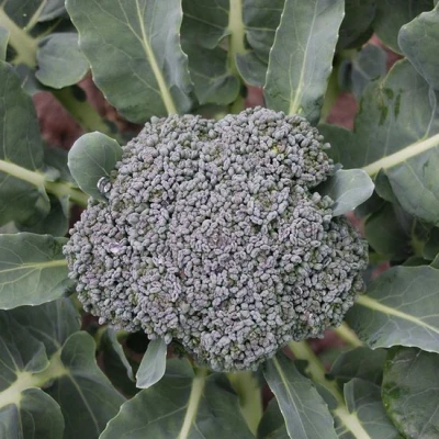 Afbeelding van Broccoli &#039;Groene Calabrese&#039; Brassica oleracea Bio groentezaden
