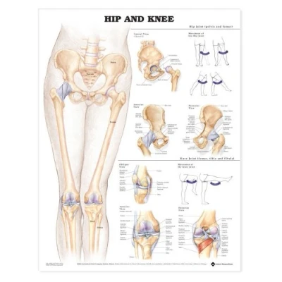 Afbeelding van Hip And Knee