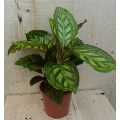 Afbeelding van Calathea Makoyana Pauwenplant lichtgroen groot blad 30 cm Warentuin Natuurlijk