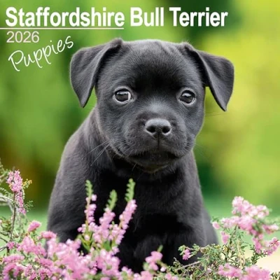 Afbeelding van Staffordshire Bull Terrier Puppies Calendar 2026 Square Dog Puppy Breed Wall 16 Month
