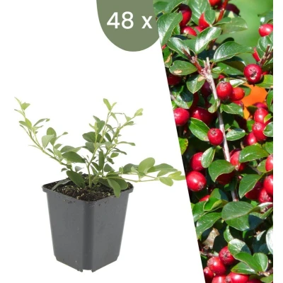 Afbeelding van Plants by Frank 48 Dwergmispel planten Cotoneaster dammeri Winterharde bodembedekker tuinplanten vaste meerjarig