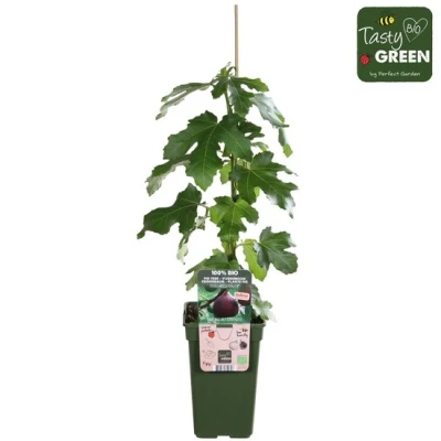 Afbeelding van Ficus Gustissimo® Perretta® vijgen Bio fruitboom