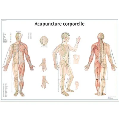 Afbeelding van 3B Scientific Body Acupunctuur Anatomisch Model