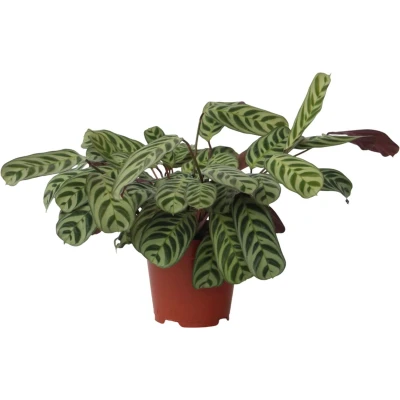 Afbeelding van Ctenanthe &#039;gebedsplant&#039; Burle Marxii Pot 14cm Hoogte 30 40cm P14