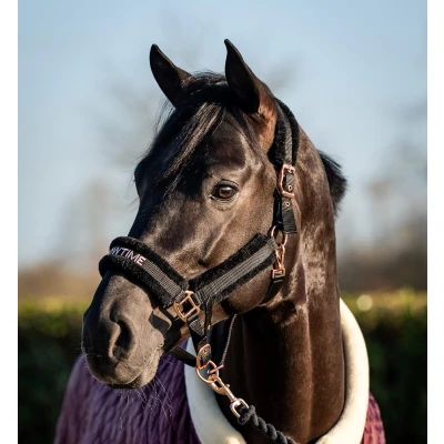 Image de HB Licol Showtime Teddy Noir/Rose Cob