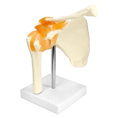 Afbeelding van QWORK anatomisch model schouder en gewricht, menselijk skelet, natuurlijke grootte (hoogte 22,5 cm)