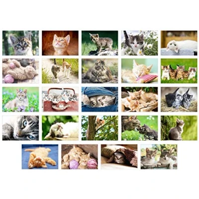 Afbeelding van Edition Seidel Ansichtkaarten voor katten, dieren, 24 stuks (20371)