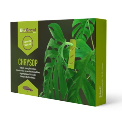 Afbeelding van Larven van gaasvlieg Chrysopa