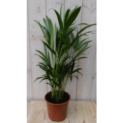 Afbeelding van Kamerplant Goudpalm 60 cm Warentuin Natuurlijk